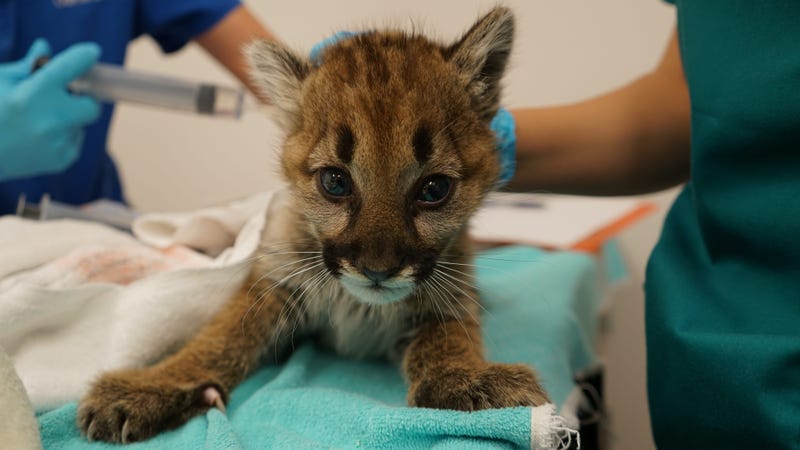 An abandoned mountain lion appears to be making a full recovery with zookeepers at the Oakland Zoo on Dec. 9, 2019. 