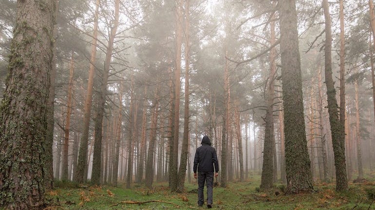 Michigan man running from cops gets lost in woods, has to call 911 for help