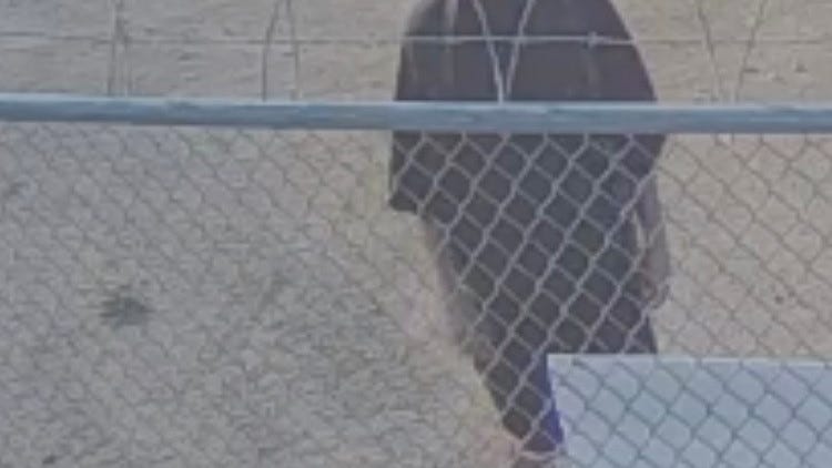Riverside Co. Department of Animal Services seeks arrest warrant for man who abandoned dog