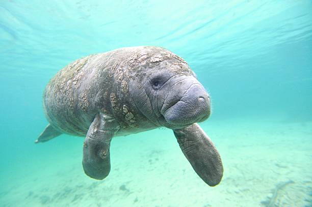 manatee