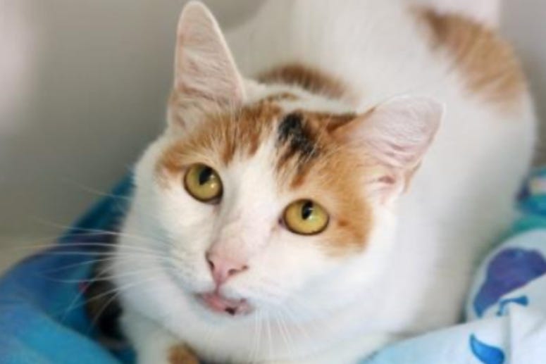 Marble @ Austin Humane Society August 2020