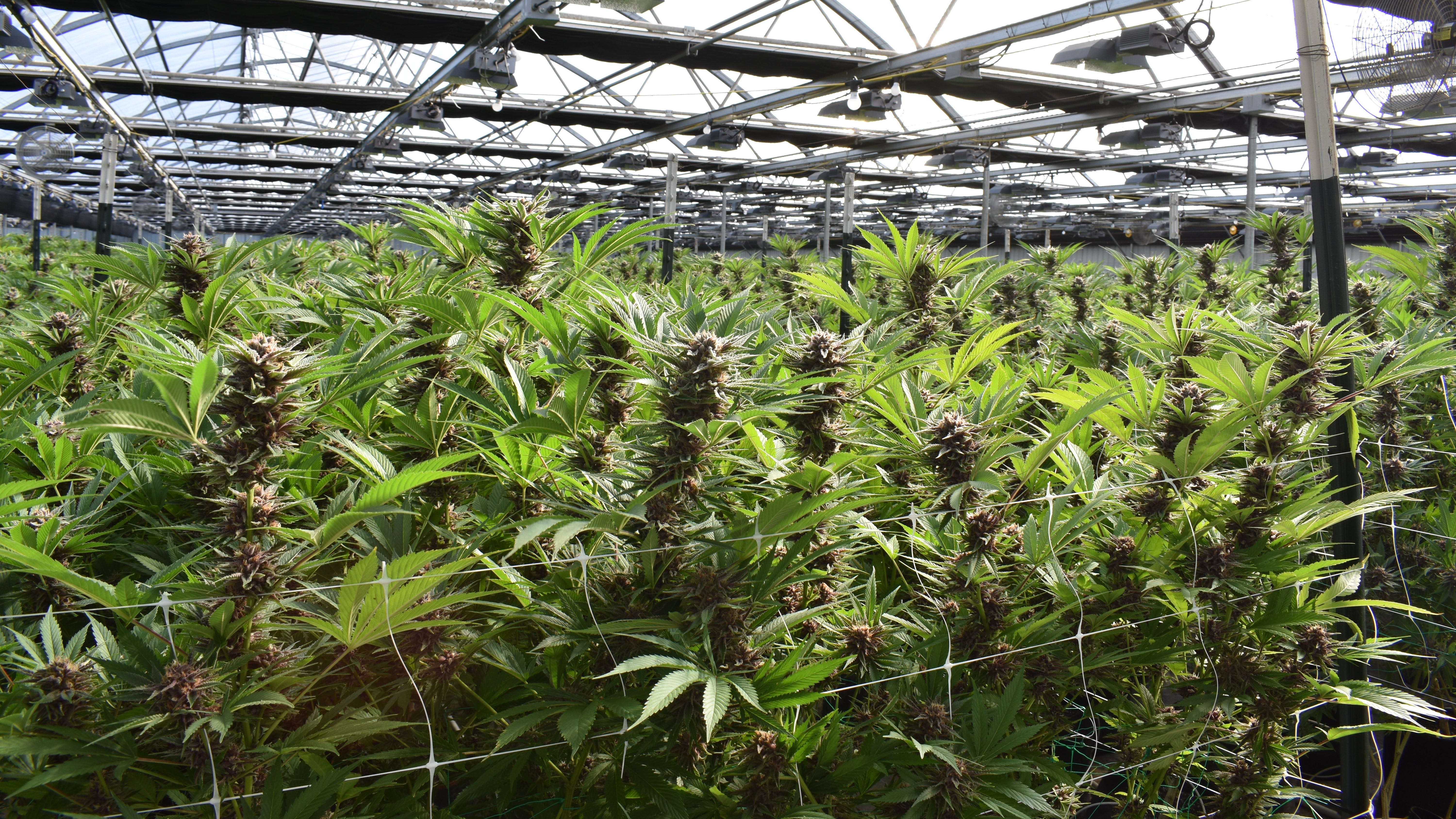 Minnesotans Against Marijuana Legalization coalition says legal marijuana would do more harm than good in Minnesota