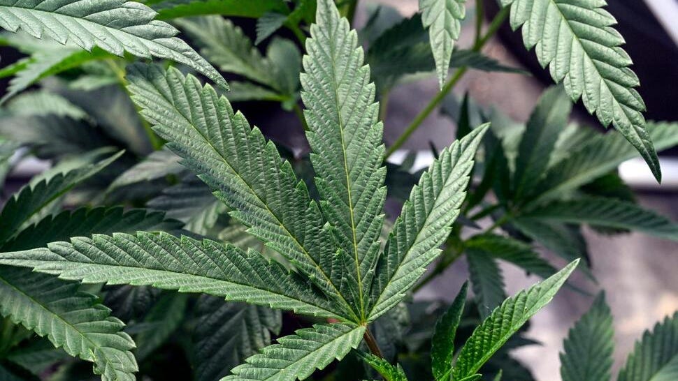 New York could see more legal pot shops after state settles cases that halted market