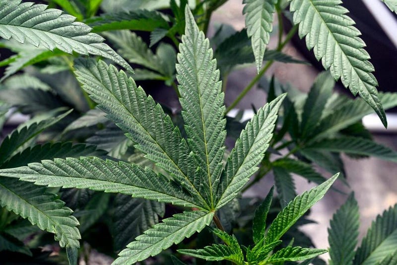 Marijuana legalization