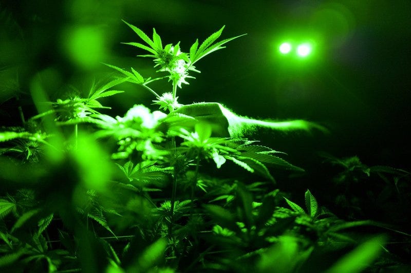 marijuana plants