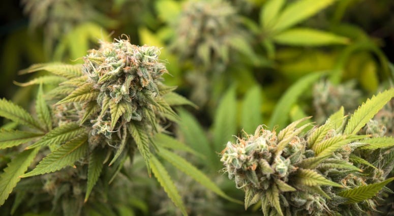 marijuana plants