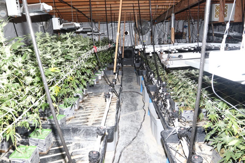 Marijuana Grow