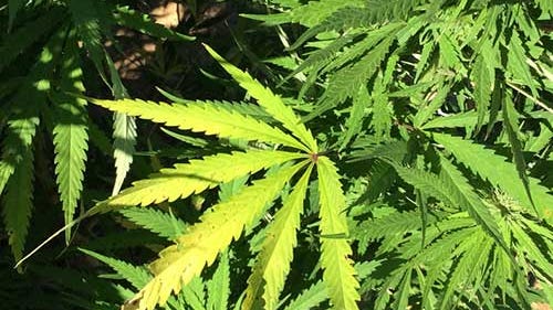 First Step: Decriminalizing marijuana in New Orleans