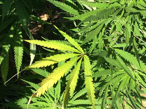 First Step: Decriminalizing marijuana in New Orleans