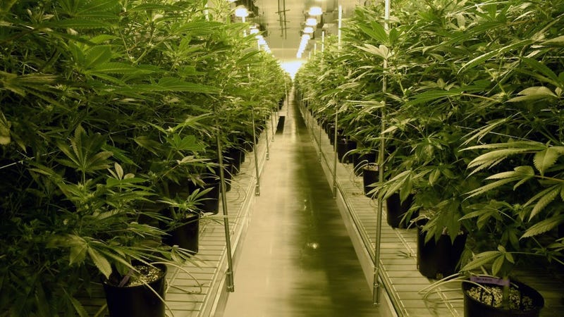 Marijuana plants are grown at Essence Vegas' 54,000-square-foot marijuana cultivation facility on July 6, 2017 in Las Vegas, Nevada. 