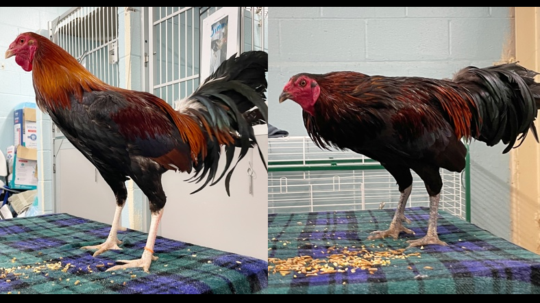 Rescued roosters have until Monday to be adopted from DuPage County Animal Services