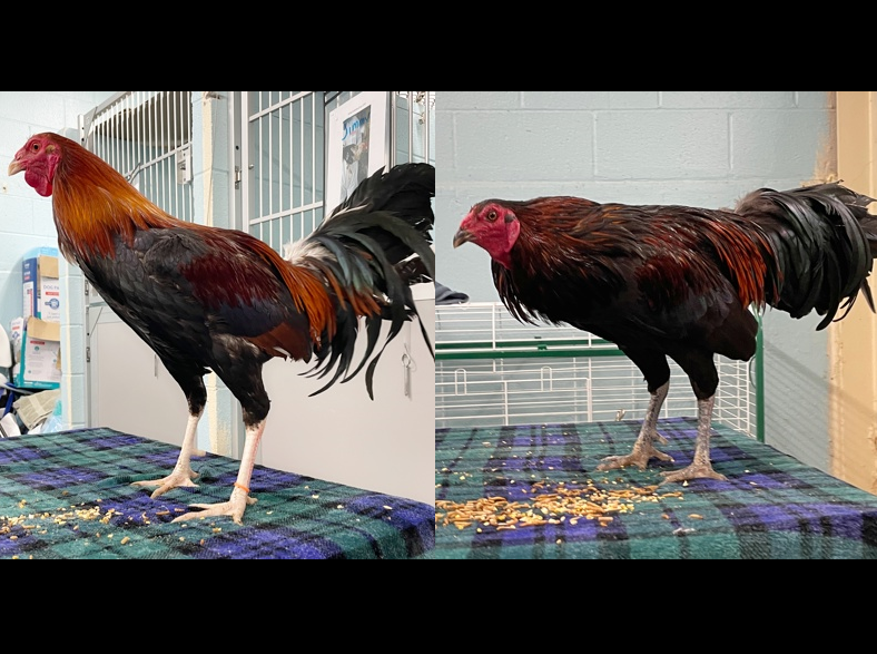 DuPage County Animal Services