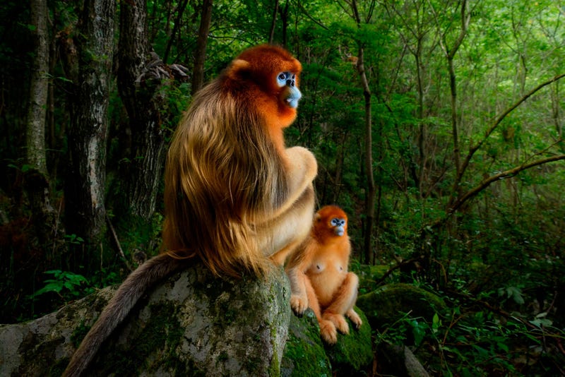 As a group of Qinling golden snub-nosed monkeys jumped from tree to tree in the forests of Shaanxi Province, China, the photographer Marsel van Oosten struggled to keep up. Gradually, he learned to predict the monkeys’ behavior.  