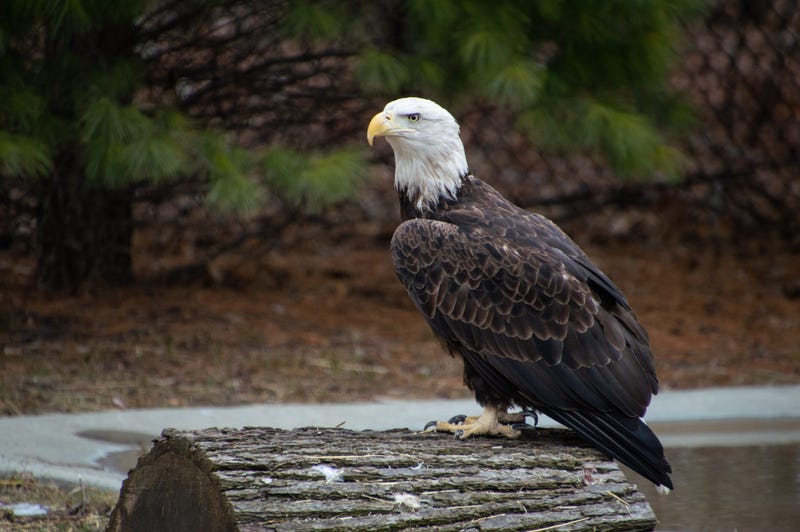 Captain Marvel the Bald Eagle