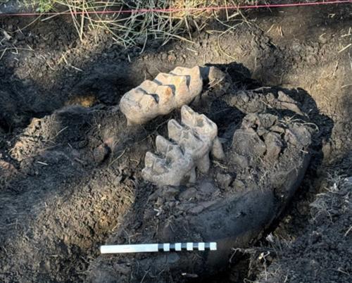 An entire mastodon jaw and other fossils were discovered in a Hudson Valley backyard.