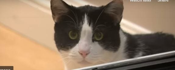Max the cat CBS LA