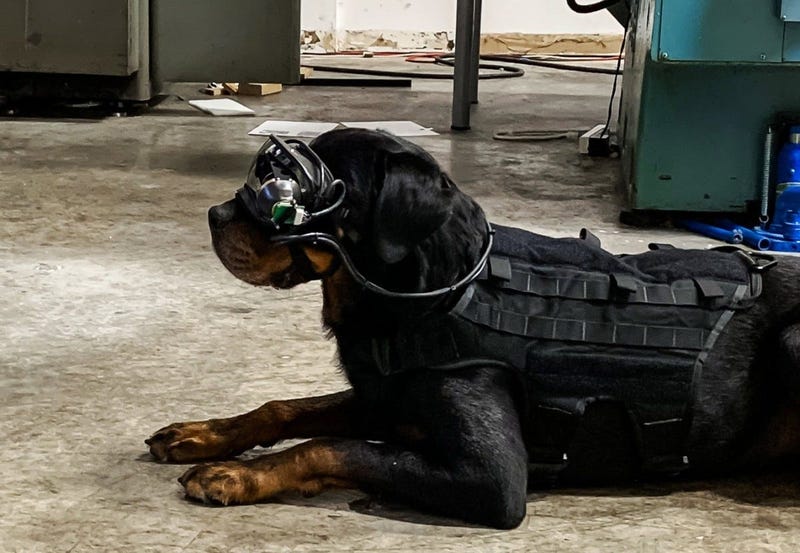 A new technology provides military working dogs with augmented reality goggles