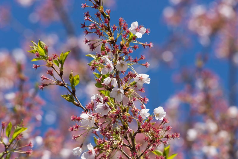flowering plant