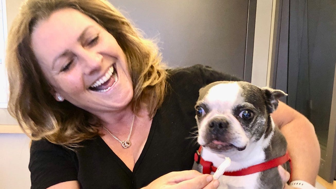Dana & Parks: Maybel the carjacked Boston Terrier is home!