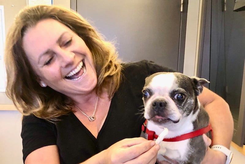 Maybel the carjacked Boston Terrier
