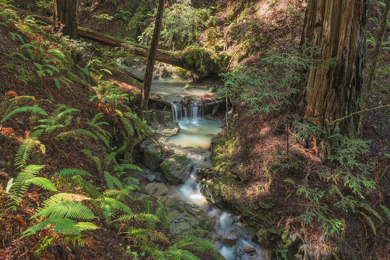 Harold Richardson Redwoods Reserve