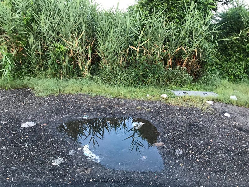 Swamps of Jersey where mosquitos live