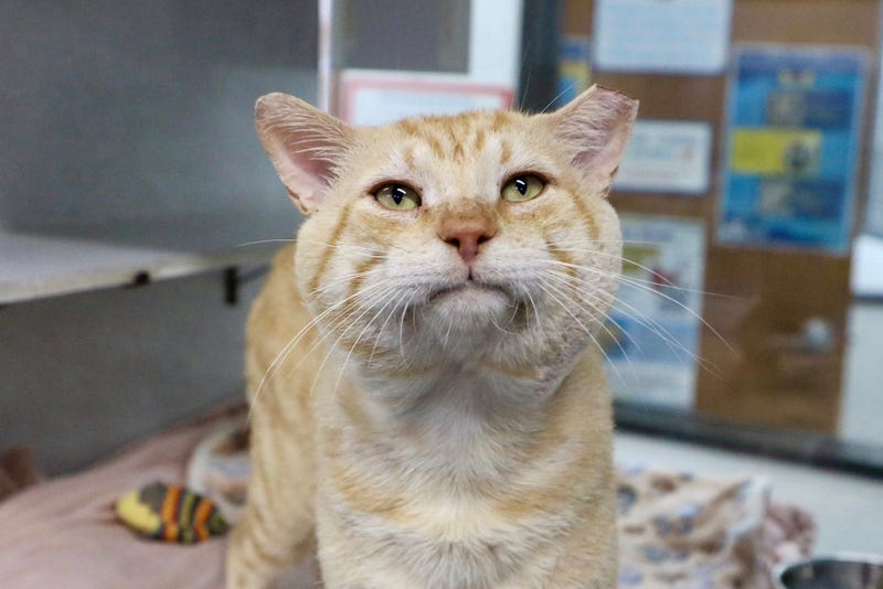 Meatball (cat)
