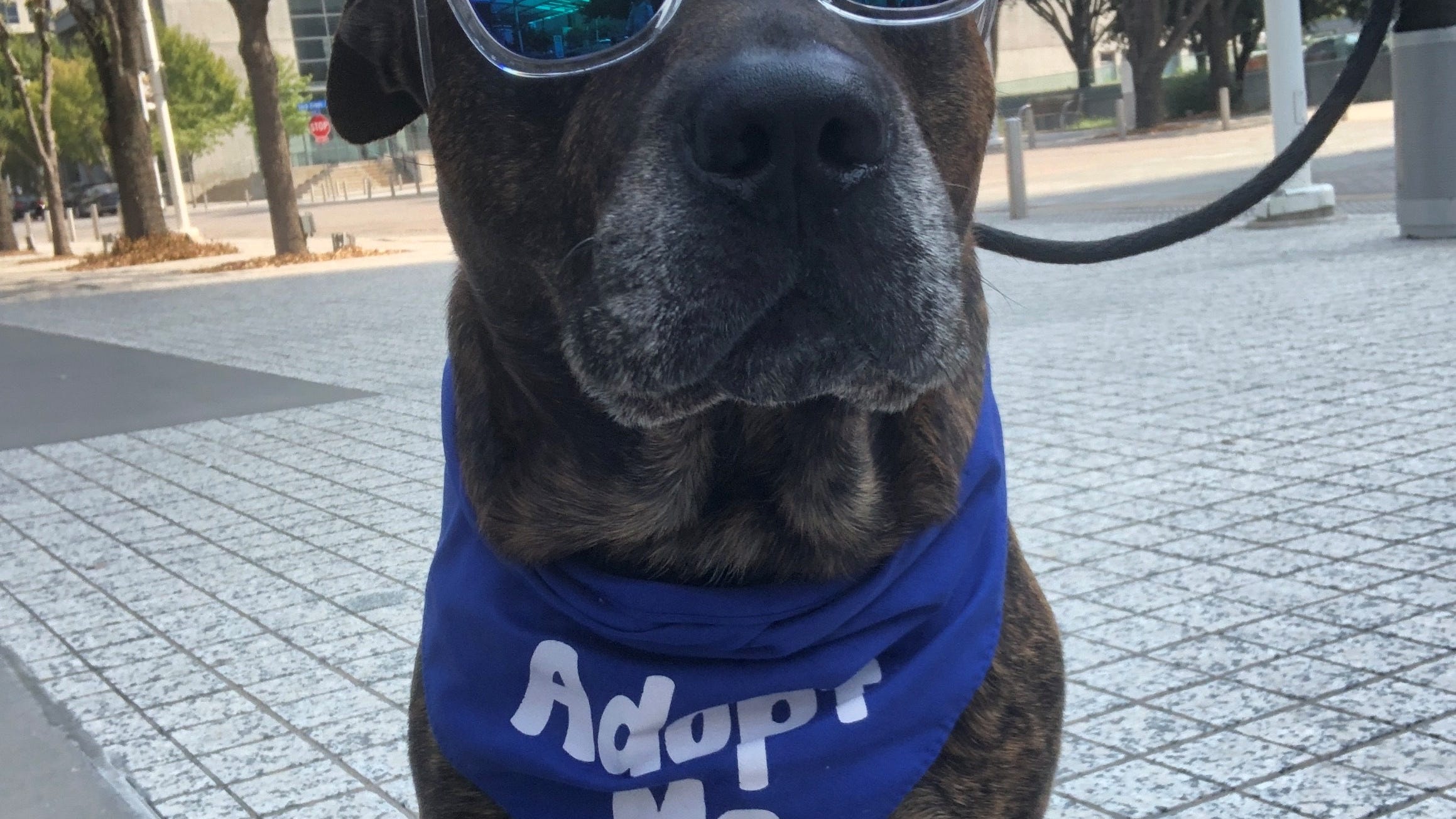 Canine Corner: Meatball- ADOPTED