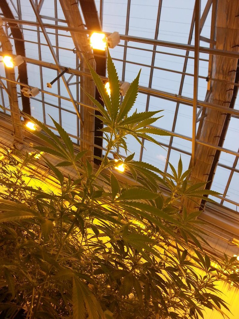 Marijuana growing in Minnesota for medicine