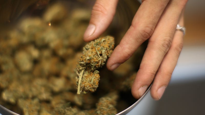 A person holds a bud of dried marijuana