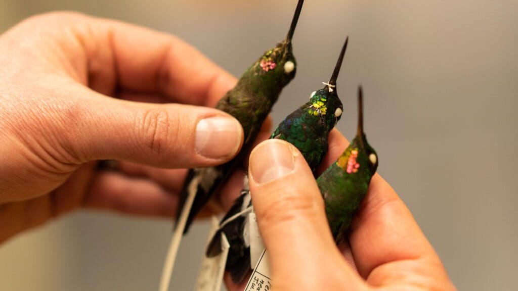 Never-before-documented hummingbird found by Field Museum researchers