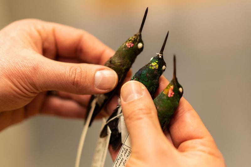 Hummingbirds