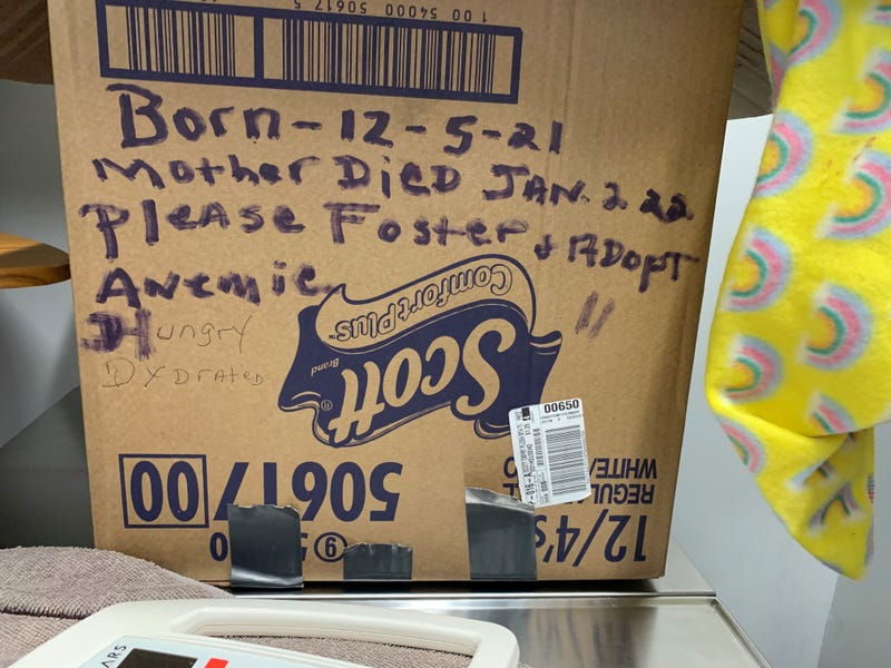 According to the handwritten message written on the box, the kittens' mother died Sunday, and the kittens are “hungry, dehydrated and anemic.”