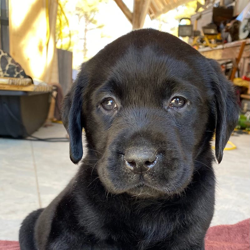 Nameless Black Lab Puppy