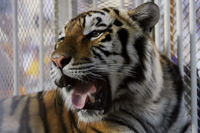 Mike the TIger