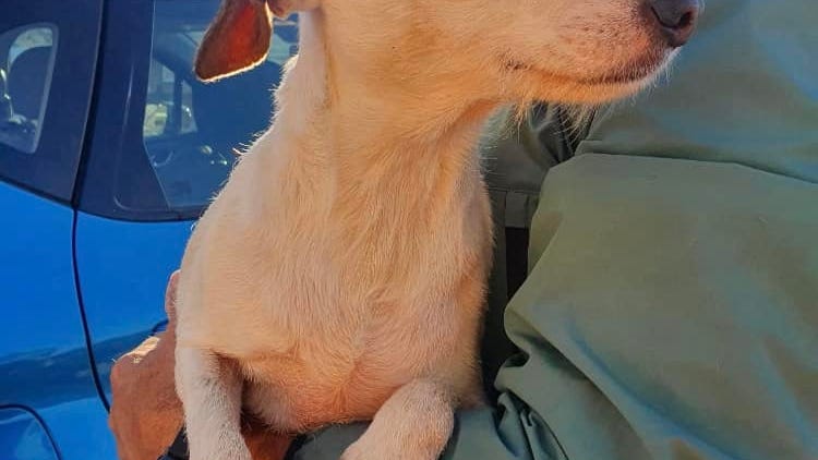 WATCH: Dog rescued with help of a drone and sausages
