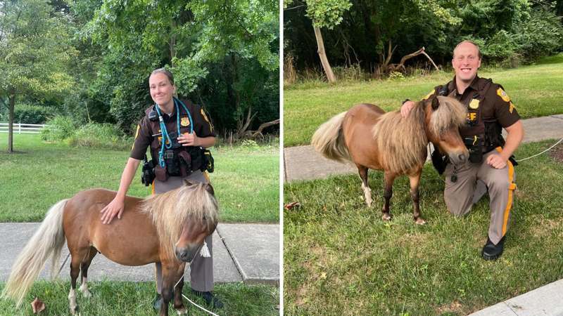 New Castle County police officers safely corralled a runaway miniature horse after the animal apparently knocked down a fence at its home overnight and escaped.