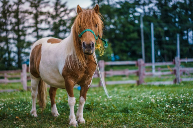Mini_Horse