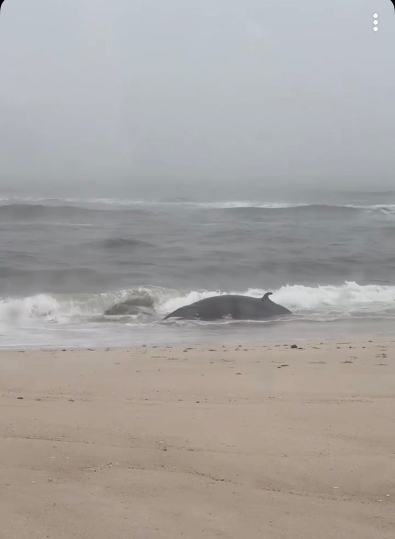 A deceased minke whale was first spotted stranded on Tobay Beach on Saturday, Dec. 28.
