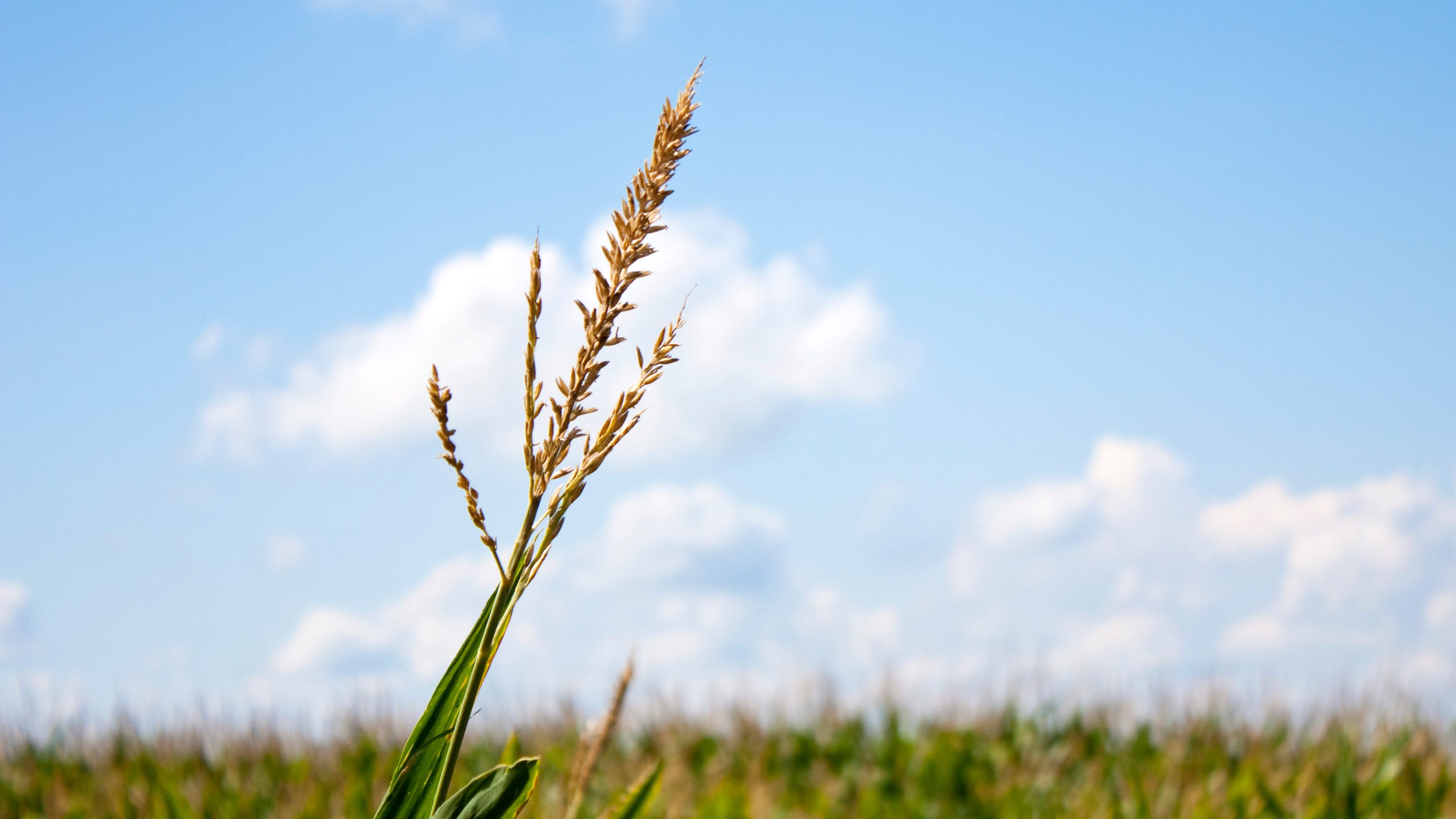 Fluence Forum- Minnesota's Ag Economy goes beyond just the food on your table