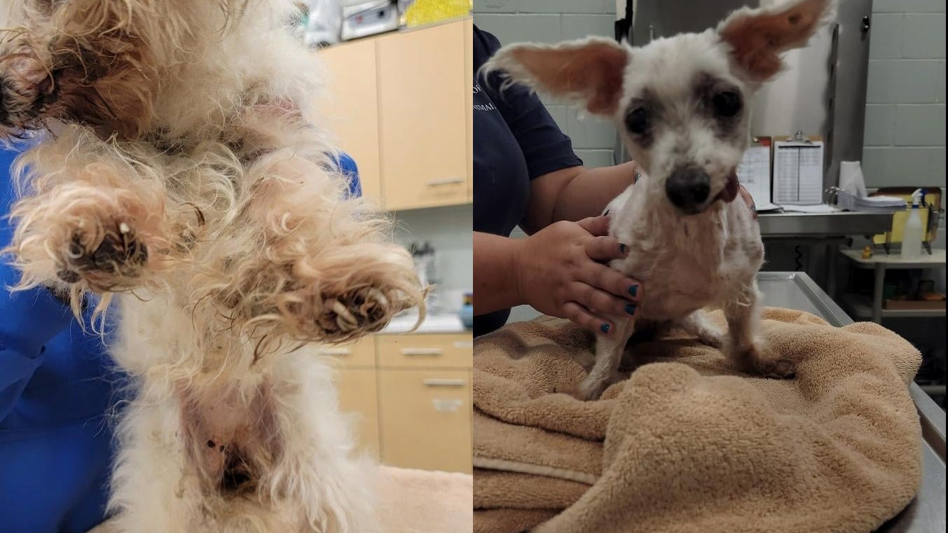 Long Island woman charged for abusing pet dog
