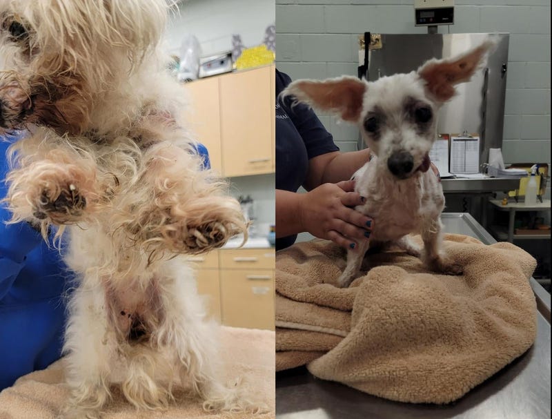 Marylyn Richards' pet Maltese was extremely matted and covered with feces, urine, dirt and debris throughout her fur, according to the Suffolk County SPCA.