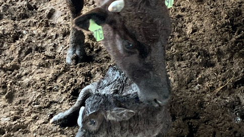 Michigan State Police asking for tips in case of stolen Wagyu calf