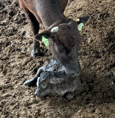 a waygu calf is pictured with its mother