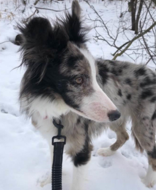 Remy the missing border collie