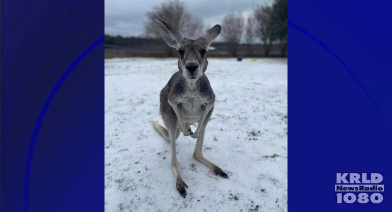 missing kangaroo