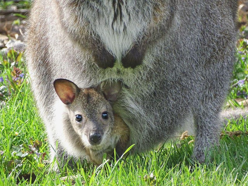 a wallaby joey has gone missing from its habitat at the Detroit Zoo