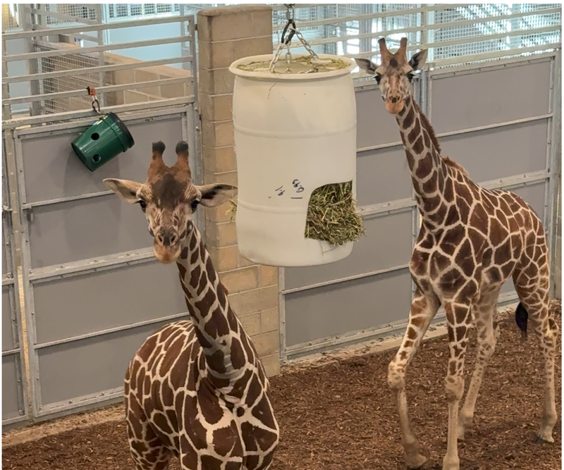Mo and Daniel, the first two giraffes to arrive at wildcare park