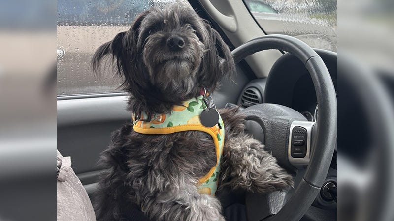small black dog behind car steering wheel