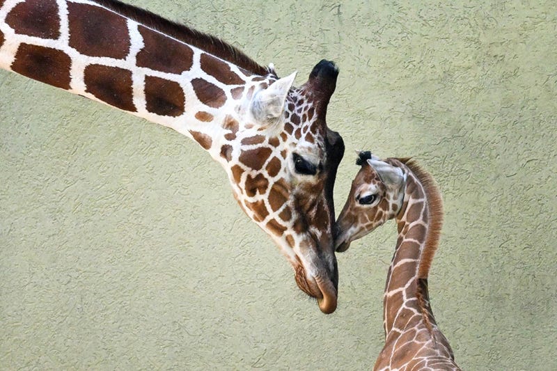 giraffe and mom